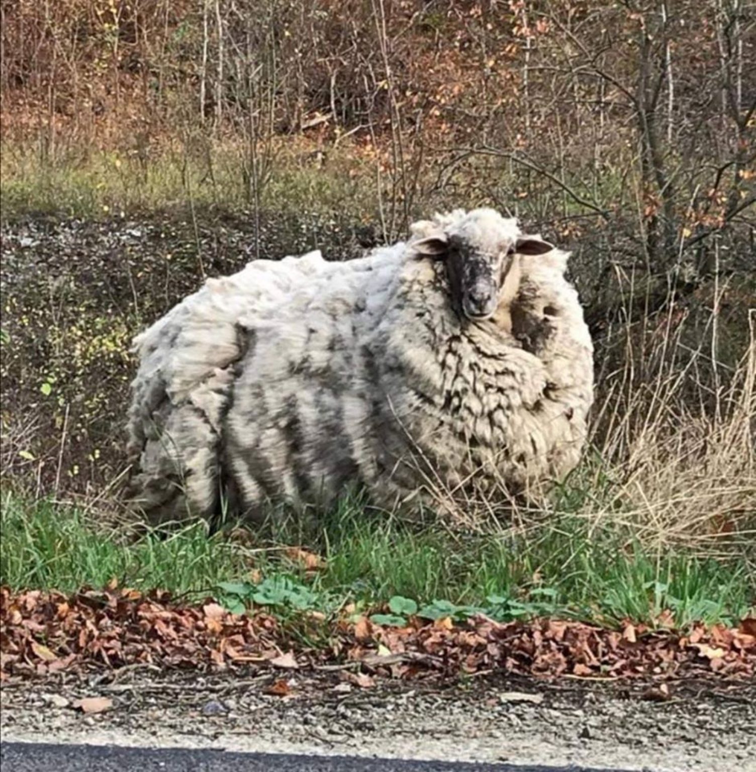 Sheep keep. Немецкие овцы.