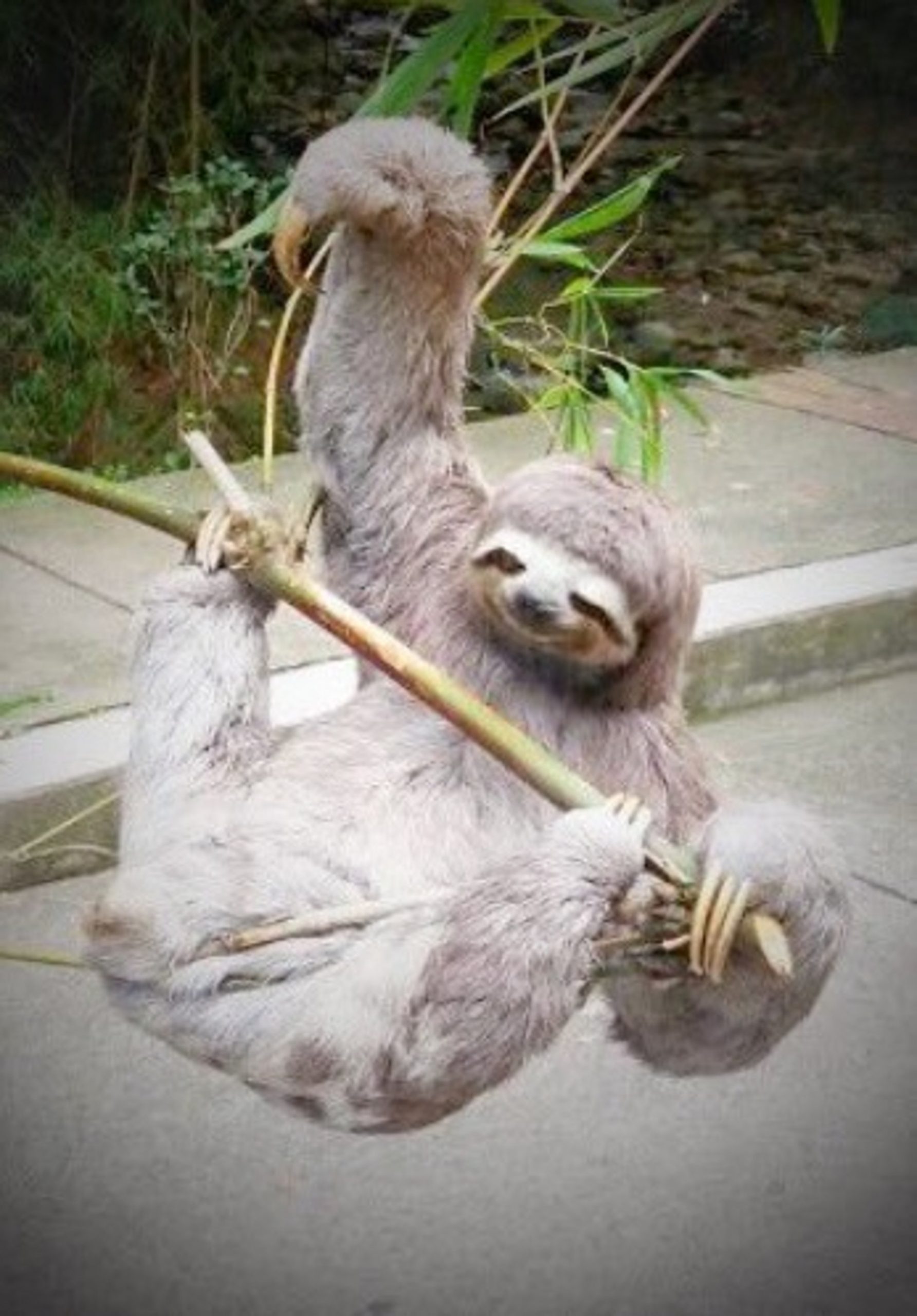 Read more about the article Scared Sloth On Cables Flees Noisy Humans With Broom