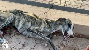 Read more about the article Malnourished Abandoned Greyhound Howls In Pain