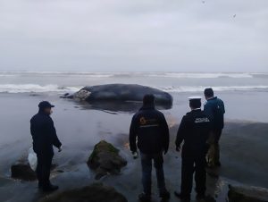 Read more about the article Huge 60ft Sperm Whale Found Washed-Up On Beach