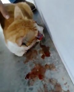 Read more about the article Man Finds Poor Cat With Its Eyes Gouged Out By Evil Thug