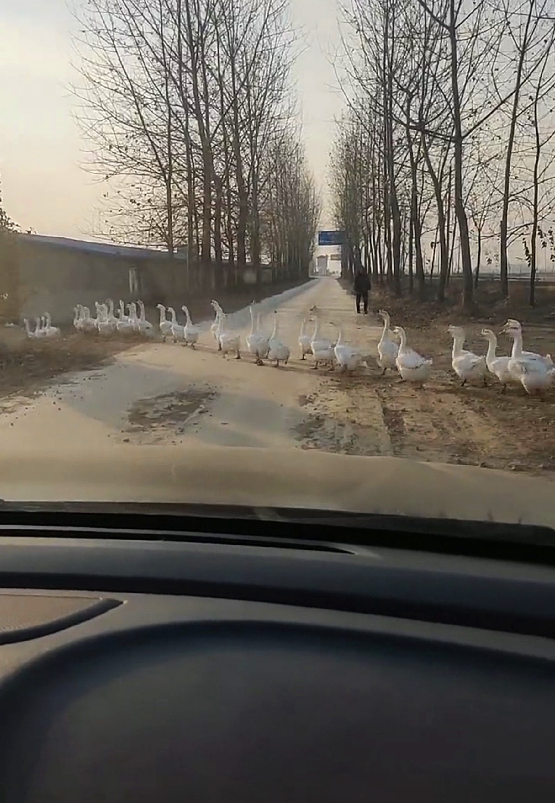 Read more about the article Viral: Drivers Long Wait As Gaggle Of Geese Crosses Road