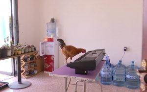 Read more about the article 6m Views For Cool Chicken That Can Play Piano With Beak
