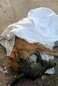 Read more about the article Best Pal Stray Cat And Dog Found Poisoned On Street