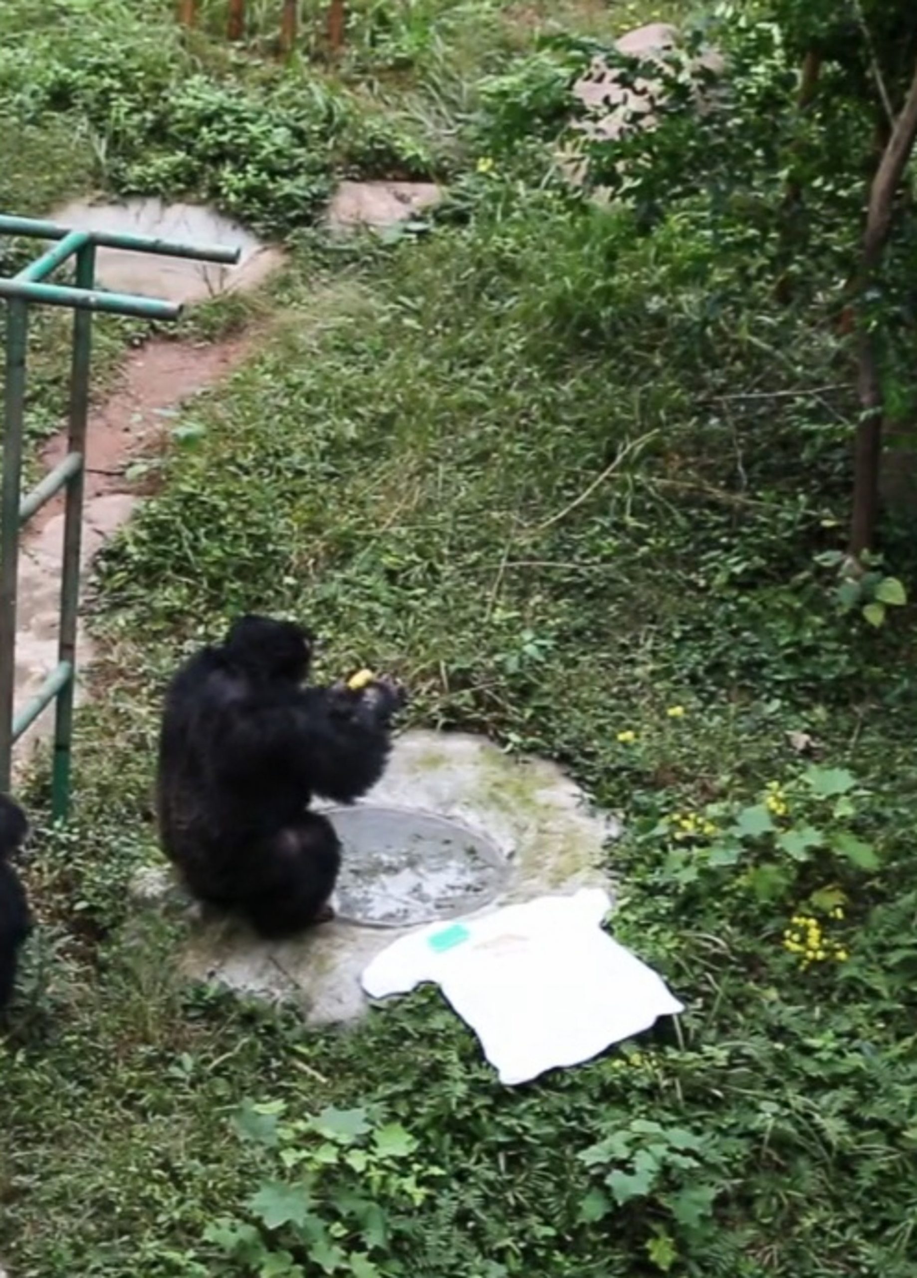 Read more about the article 13m Views As Clever Zoo Chimp Washes Keepers Clothes