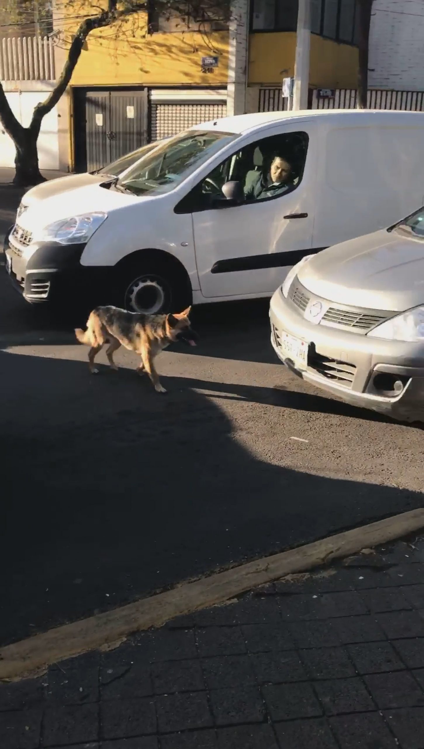Read more about the article Poor Dog Chases Car With Owners Who Abandoned It