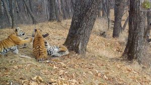 Read more about the article Cute Siberian Tiger Cubs Play Together In Forest