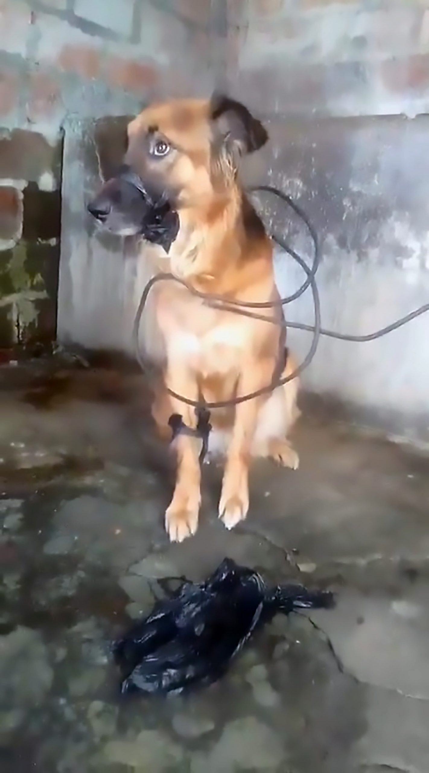 Read more about the article Poor Dog Left With Body Tied Up In Metal Wire