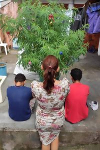 Read more about the article Huge Cannabis Plant Disguised As Decorative Xmas Tree