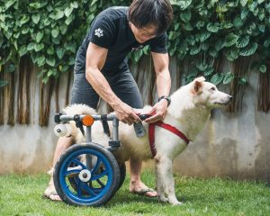 Read more about the article Kind Couple Makes Walking Aids For Disabled Dogs