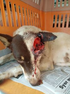 Read more about the article Dog Nursing Puppies Has Head Slashed Open By Cruel Thug