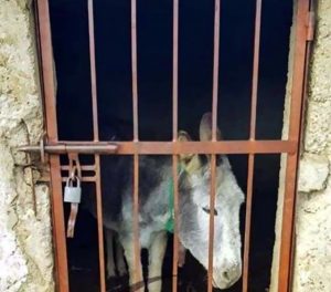 Read more about the article Cute Donkey Jailed For Escaping Owner And Running Amok