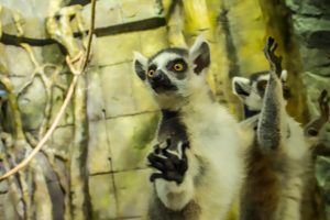 Read more about the article Cute Lemurs Named After Madagascar Characters