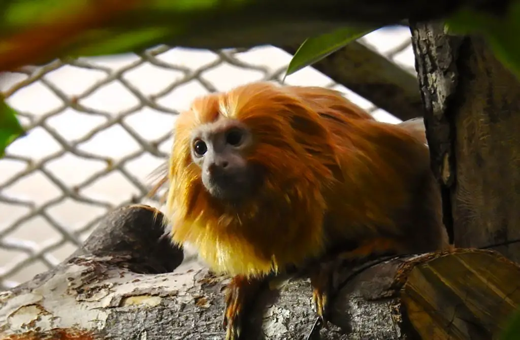 Rare Endangered Golden Monkeys Unveiled At Moscow Zoo