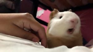 Read more about the article Viral: Owner Saves Guinea Pig Choking On Cucumber