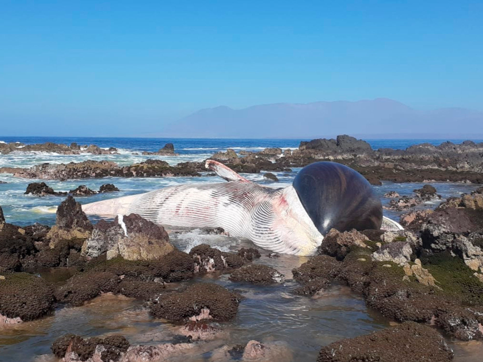 Read more about the article Huge Whale Washes Ashore Dead On Chile Beach