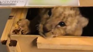 Read more about the article Cute Lion Cub  Found In Crate At Postal Sorting Office