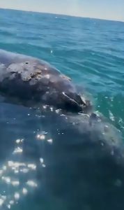 Read more about the article Whale Blows Out Hole To Greet Tourists For Breed Season