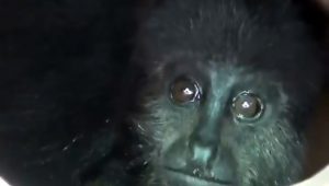 Read more about the article Cute Capuchin Monkey Rescued From Box In Luxury Car