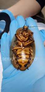 Read more about the article Moment Russian Medics Do Surgery On Massive Cockroach
