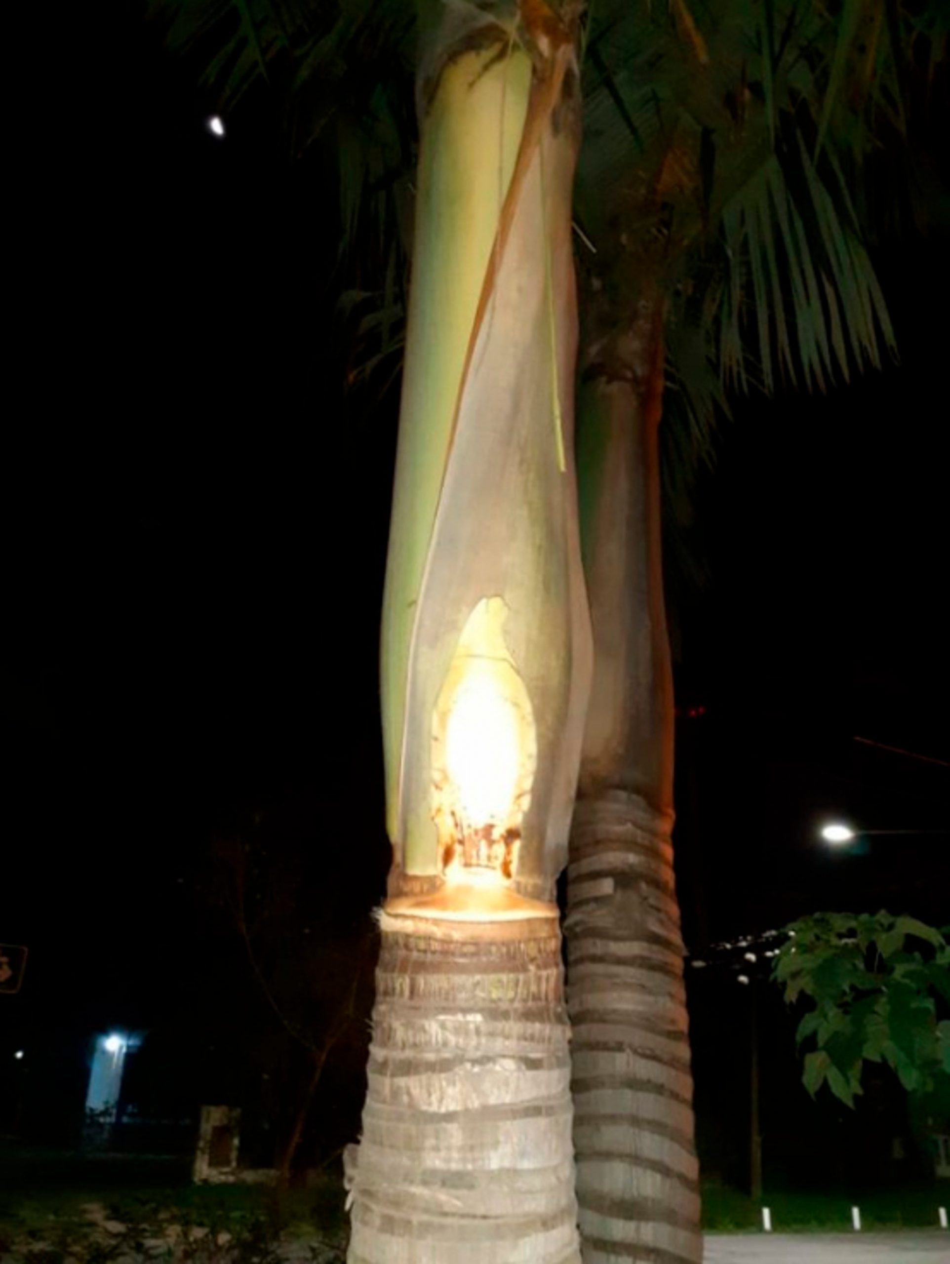 Read more about the article Virgin Mary Appears In Palm Tree Trunk