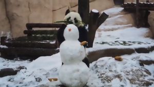 Read more about the article Cute Panda Devours Tasty Snowmans Nose At Russian Zoo