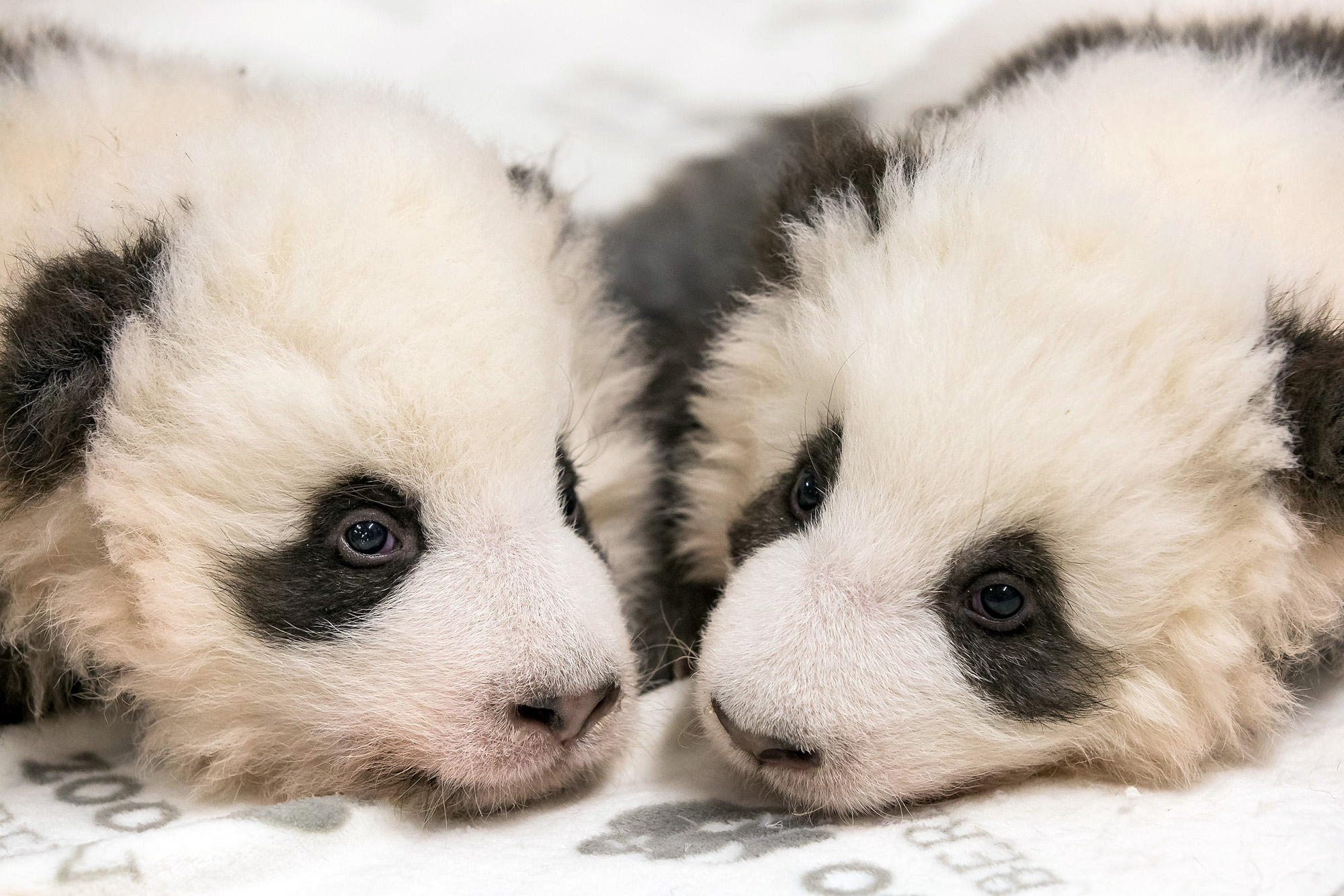 Read more about the article Cute Baby Panda Cant Sleep Because Of Hiccups