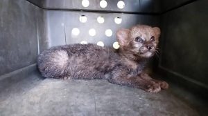 Read more about the article Lost And Injured Tiny Wild Cat Found Looking For Parents