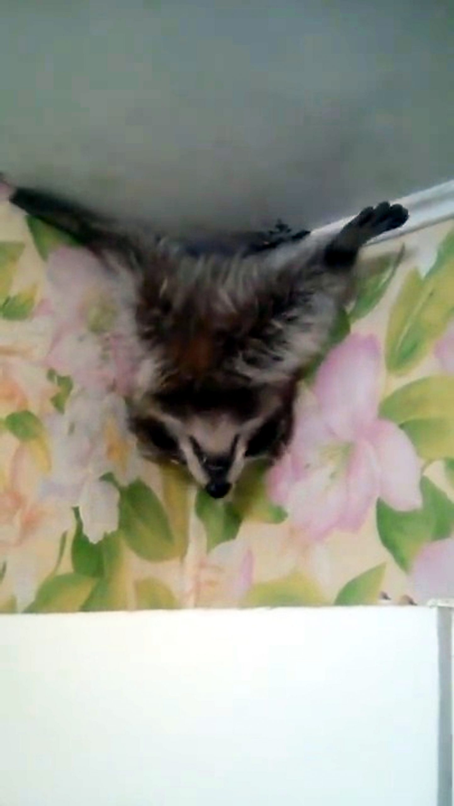 Read more about the article Raccoon Pokes Head Through Vent To Surprise Residents