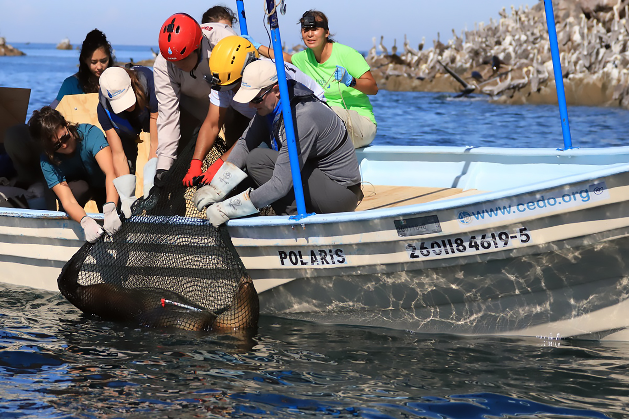 Read more about the article 5 Sea Lions Trapped In Fishing Nets Cut Free