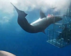 Read more about the article Great White Lunges At Cage Divers And Gets Stuck In Bars
