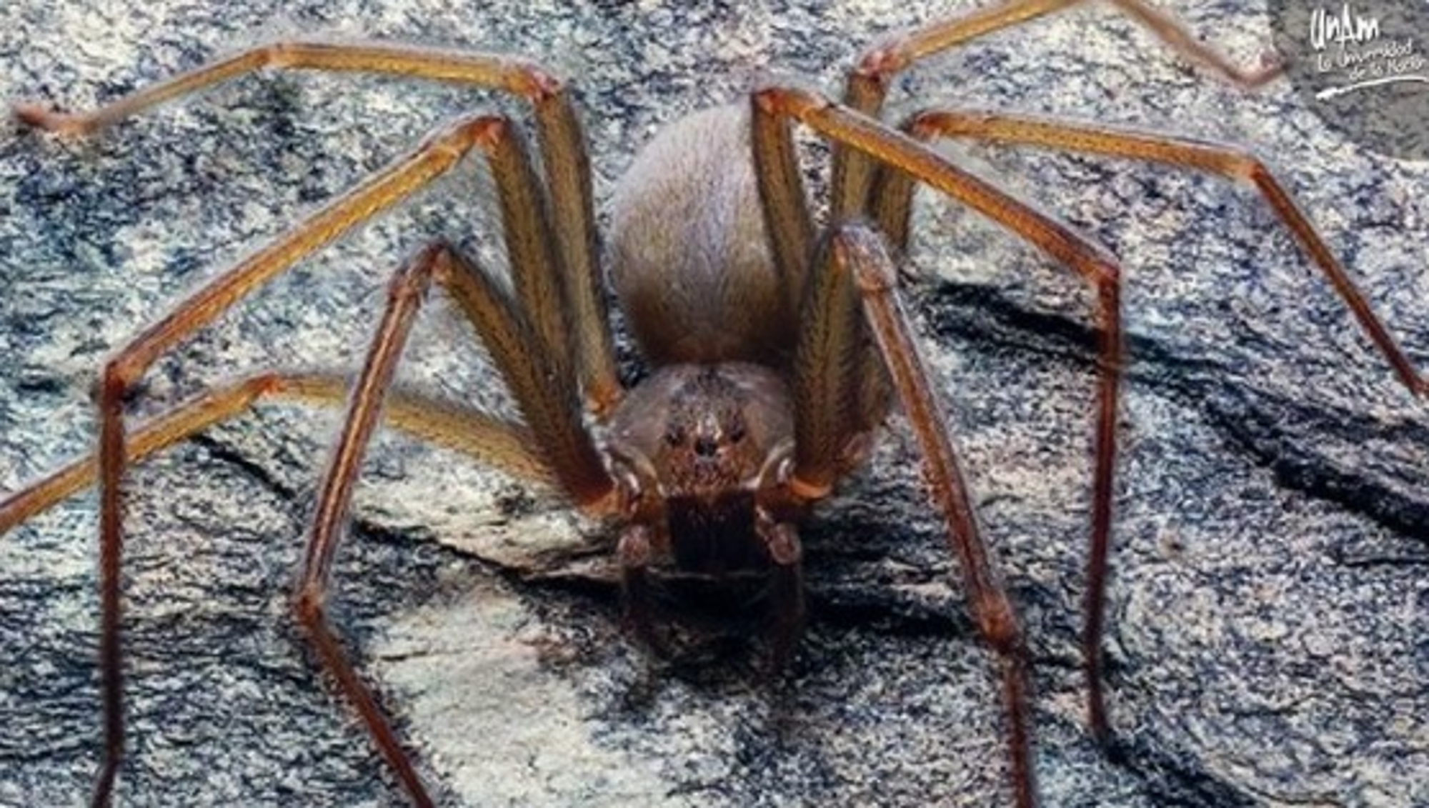 Read more about the article Poisonous Flesh-Rotting Spider Invades House Furniture