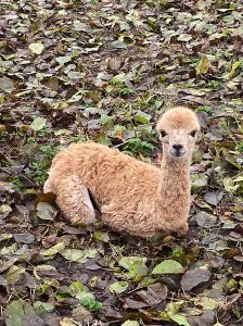 Read more about the article Alpaca Baby Stolen From Petting Zoo