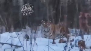 Read more about the article Endangered Siberian Tiger Follows Driver On Snowy Road