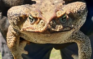 Read more about the article Horror As Huge 4lb Killer Poison Toad Found At Home