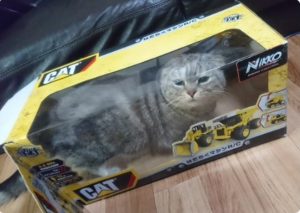 Read more about the article Netizen Scores Bizarre Viral Hit With Cat In Toy Box