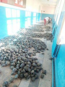 Read more about the article 4,000 Smuggled Tortoises Worth 110K GBP Found In Garage