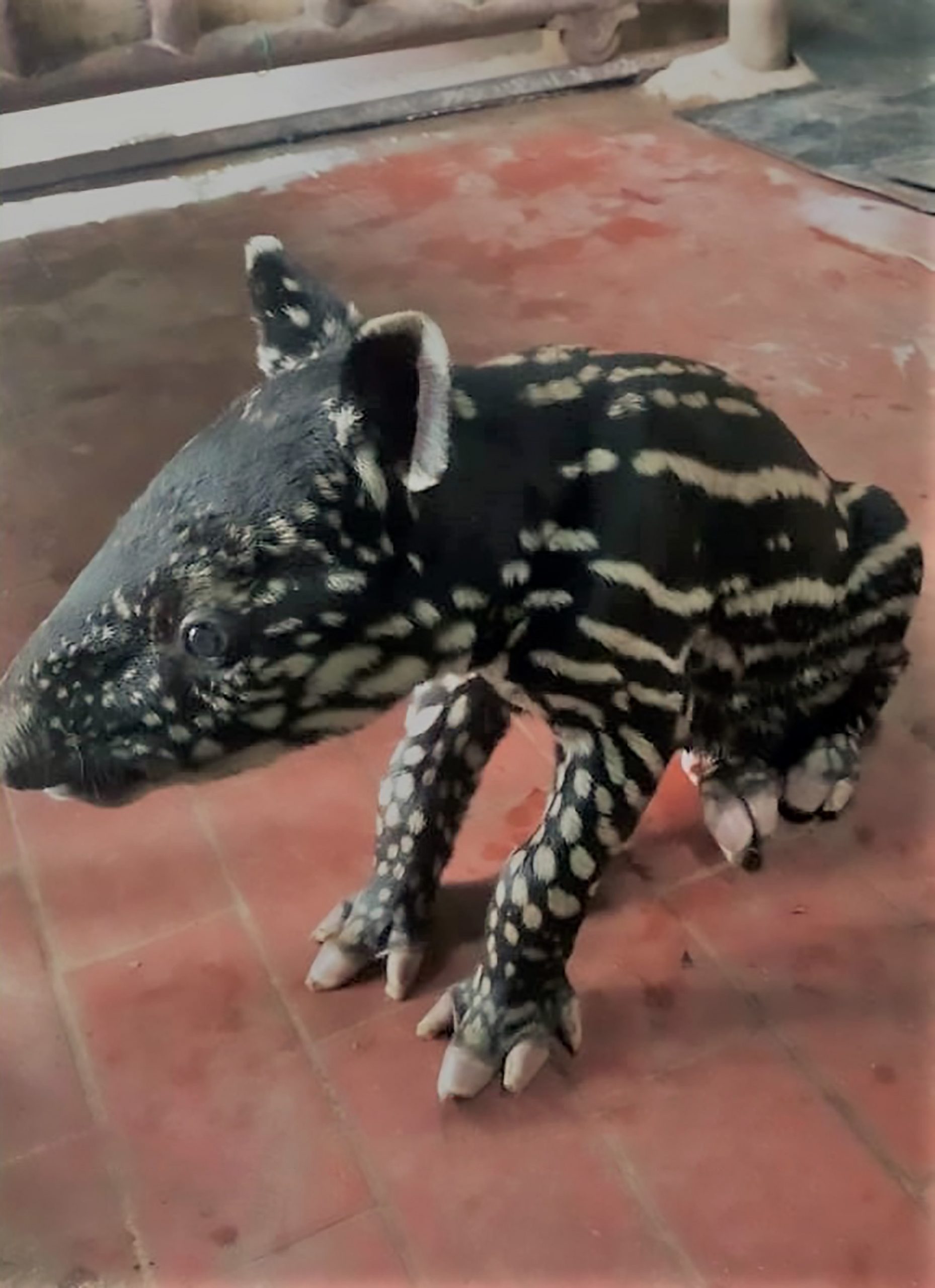 Read more about the article Netizens Asked To Name Cute Endangered Baby Tapir