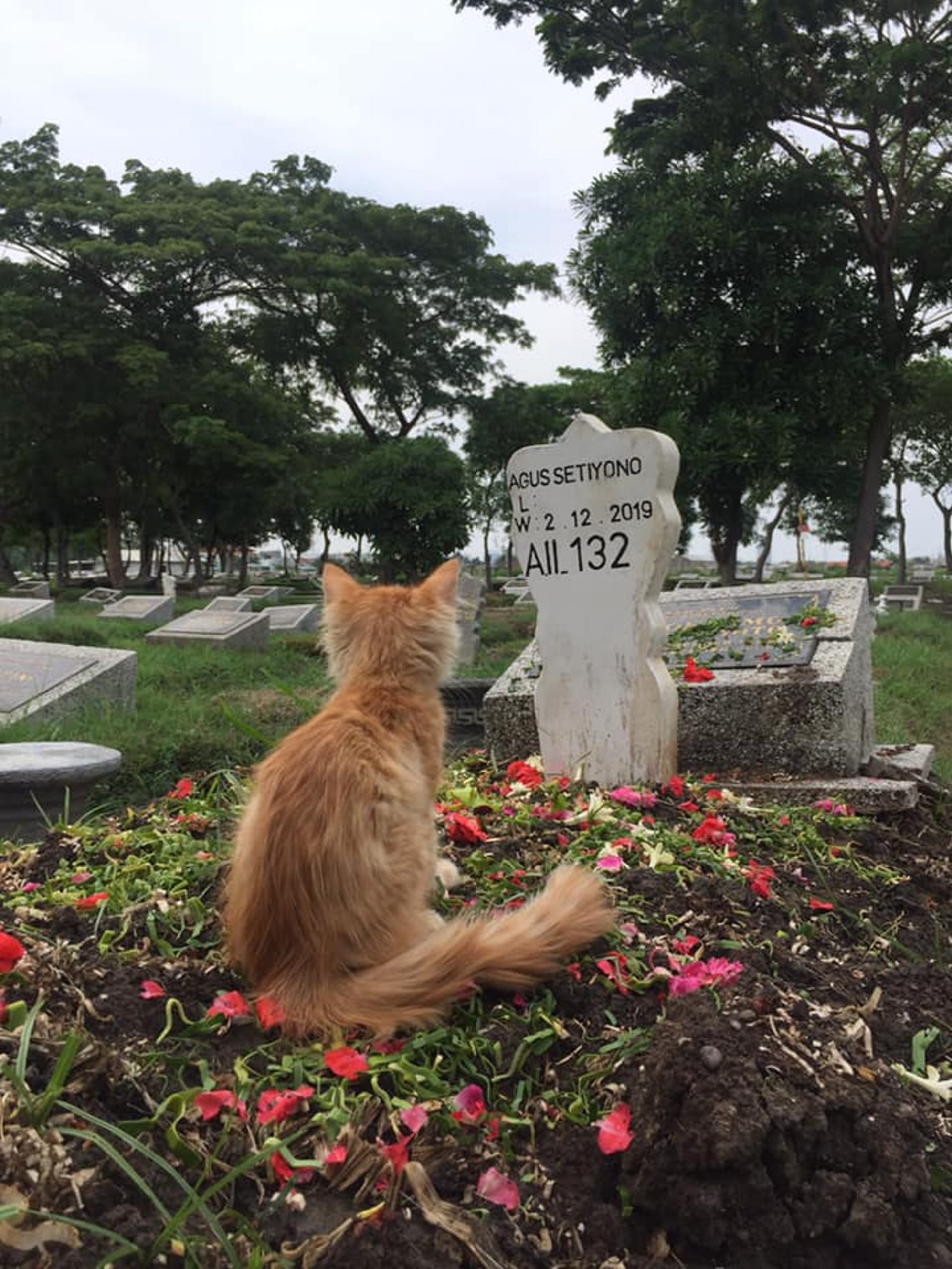 Read more about the article Depressed Cat Recovers When Taken To Dead Owners Grave