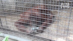 Read more about the article Depressed Animals Filmed At Worlds Saddest Zoo