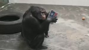 Read more about the article Footage Of Zoo Chimps Reading Daily Papers Like Humans