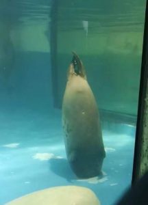 Read more about the article Tourist Horror As Seal Dies In Aquarium Tank Drain