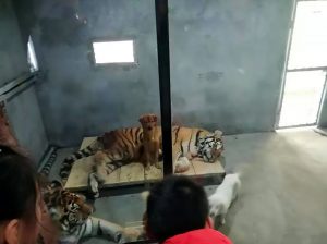 Read more about the article Zoo Slammed For Caging Tigers With Dogs In Cramped Cell