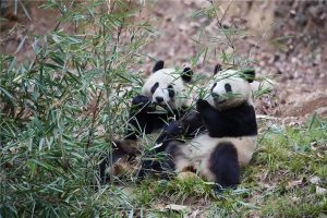 Read more about the article Adorable Panda Siblings Wrestle In Snow And Up Tree