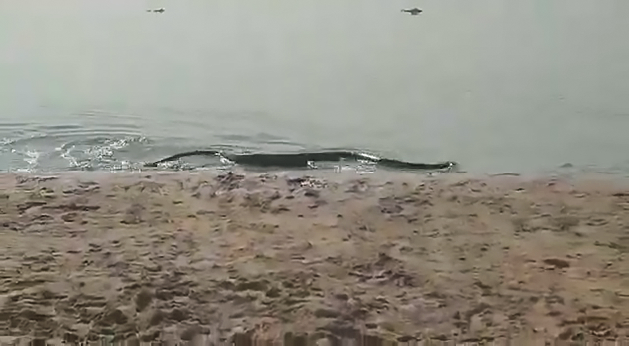 Read more about the article Huge Anaconda Swims To Shore And Scares Beachgoers