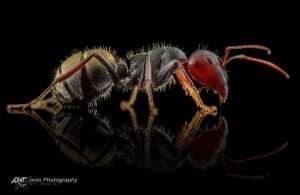 Read more about the article Macro Photographer Snaps Vibrant Ants In Stunning Series