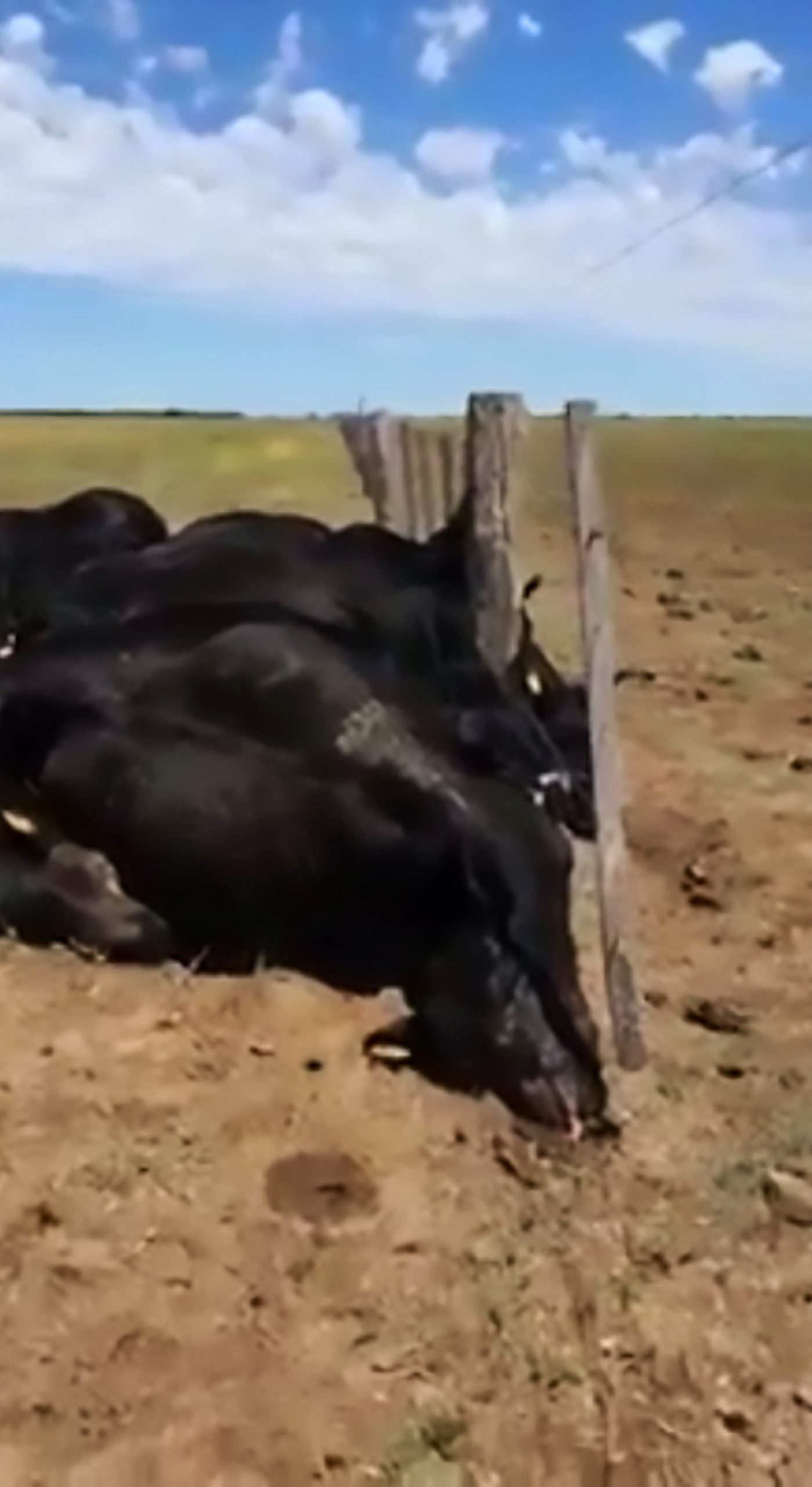 Read more about the article Shock Pics As 22 Angus Cows Die In Argie Lightning Hit