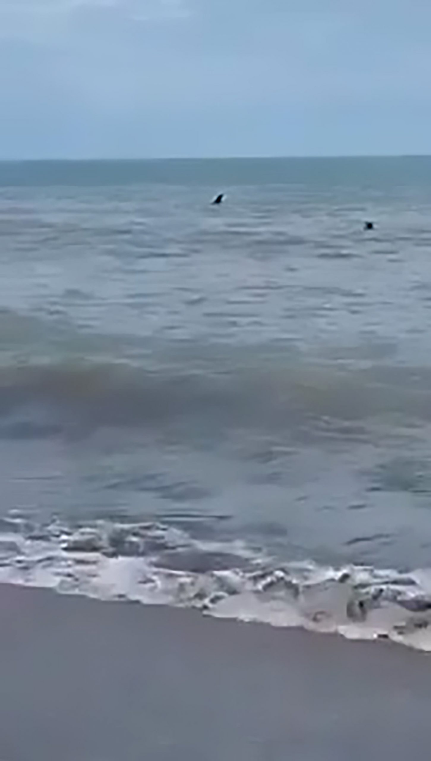 Read more about the article Killer Whale Thrashes On Shore And Scares Beachgoers