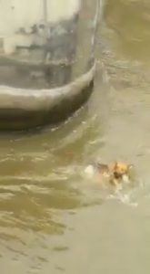 Read more about the article Heroic Man Saves Dog Trapped On Metal Fence In Canal