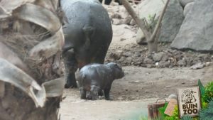 Read more about the article Cute Baby Pygmy Hippo Born In Chilean Zoo